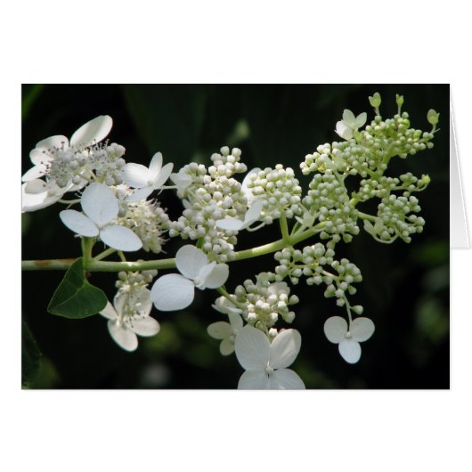 Hydrangea (Voorkant Horizontaal)