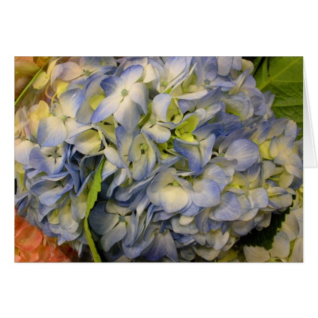 Hydrangea (Voorkant Horizontaal)