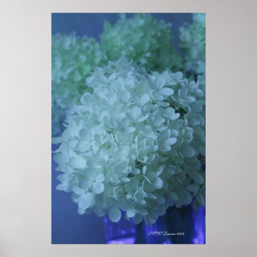 Hydrangea 11 poster (Voorkant)