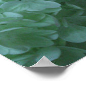 Hydrangea 19 poster (Hoek)