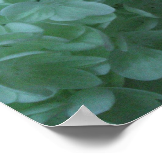 Hydrangea 19 poster (Hoek)
