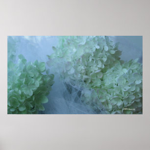 Hydrangea 19 poster