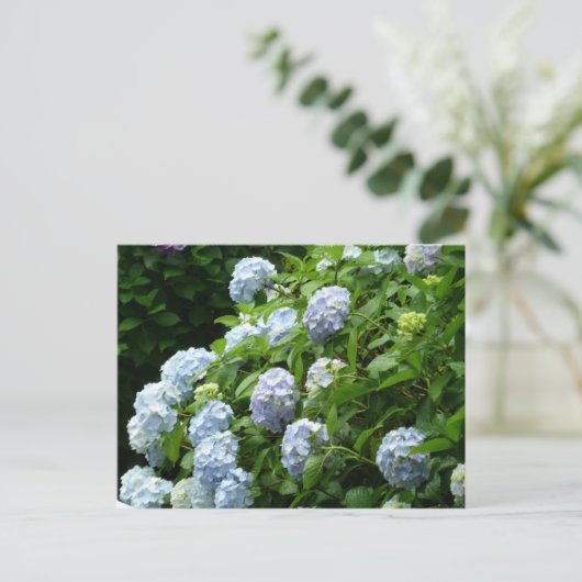 hydrangea № 1 briefkaart (Staand voorkant)