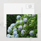 hydrangea № 1 briefkaart (Voorkant / Achterkant)