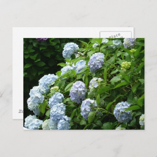 hydrangea № 1 briefkaart (Voorkant / Achterkant)