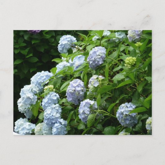 hydrangea № 1 briefkaart (Voorkant)