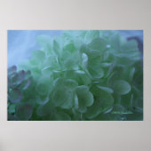 hydrangea 1 poster (Voorkant)