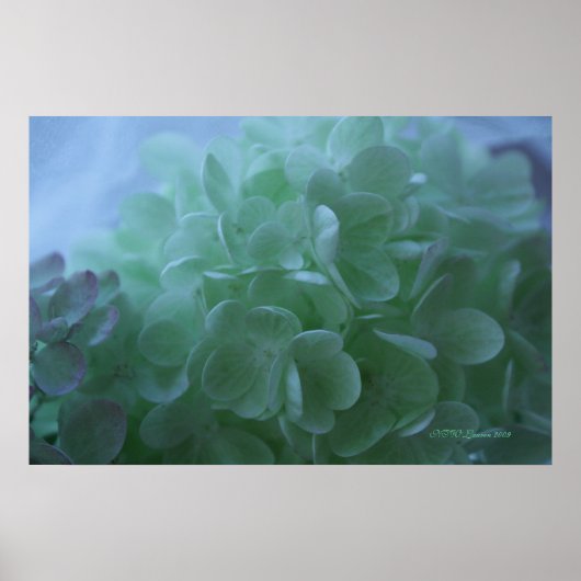 hydrangea 1 poster (Voorkant)