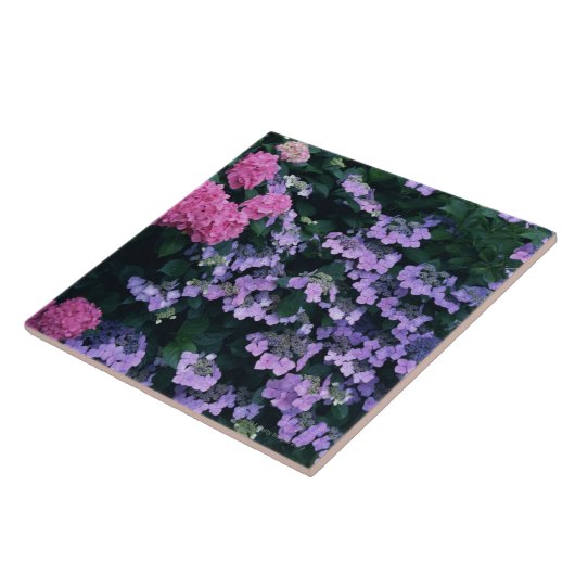 Hydrangea 3 tegeltje (Zijkant)