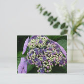 hydrangea № 4 briefkaart (Staand voorkant)