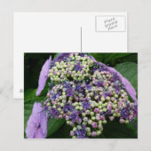 hydrangea № 4 briefkaart (Voorkant / Achterkant)