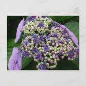 hydrangea № 4 briefkaart (Voorkant)