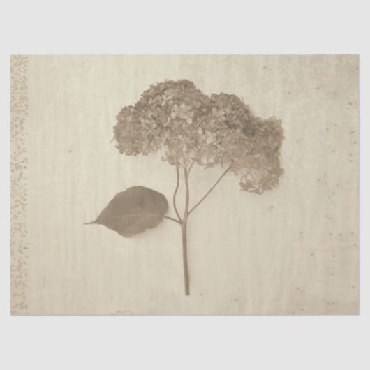 Hydrangea  Antiek Sepia Rustic Floral Tissuepapier (Voorkant)