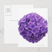 Hydrangea Ball Close-up Briefkaart (Voorkant / Achterkant)