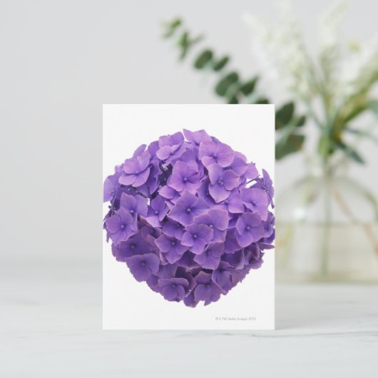 Hydrangea Ball Close-up Briefkaart (Staand voorkant)