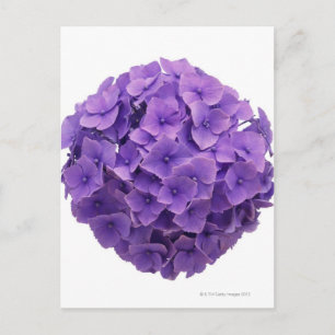 Hydrangea Ball Close-up Briefkaart