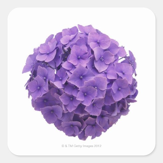 Hydrangea Ball Close-up Vierkante Sticker (Voorkant)