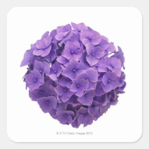 Hydrangea Ball Close-up Vierkante Sticker
