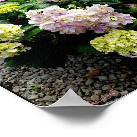 Hydrangea Big Papa Poster (Hoek)
