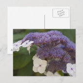 Hydrangea bloeit, Dr. Sun Yat-Sen Chinese tuin Briefkaart (Voorkant / Achterkant)