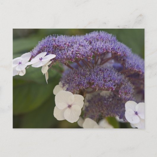 Hydrangea bloeit, Dr. Sun Yat-Sen Chinese tuin Briefkaart (Voorkant)