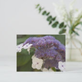 Hydrangea bloeit, Dr. Sun Yat-Sen Chinese tuin Briefkaart (Staand voorkant)