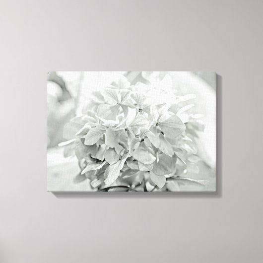 Hydrangea bloem in zwart en wit - meestal wit canvas afdruk (Voorkant)