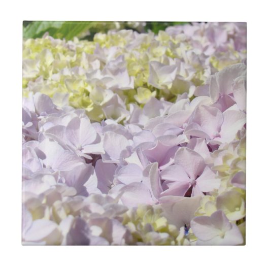 Hydrangea Bloemblaadjes Tegels Decoratieve Kunst Tegeltje (Voorkant)
