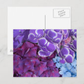 Hydrangea bloesems briefkaart (Voorkant / Achterkant)