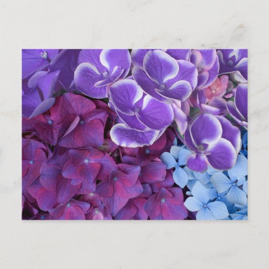 Hydrangea bloesems briefkaart (Voorkant)