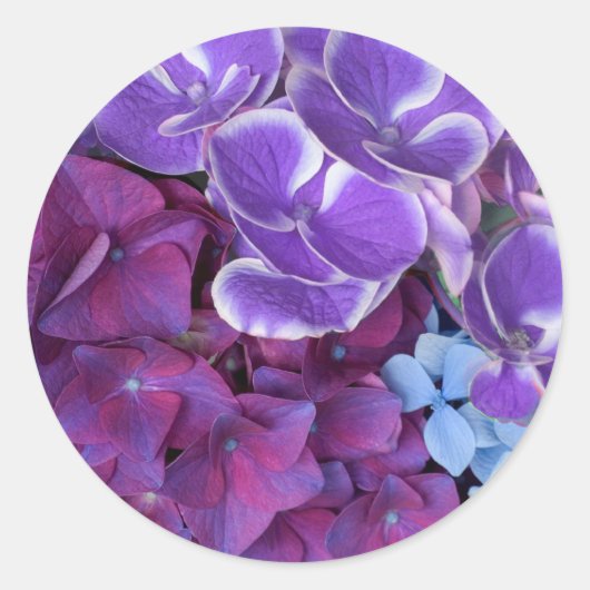 Hydrangea bloesems ronde sticker (Voorkant)