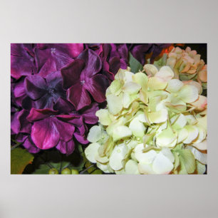 Hydrangea Blooms in donker Paars en wit Poster