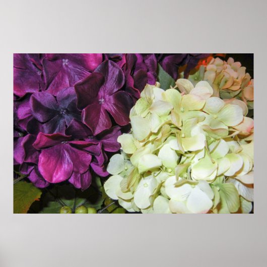 Hydrangea Blooms in donker Paars en wit Poster (Voorkant)