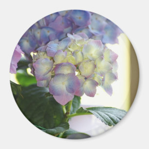 Hydrangea Blooms Magneet