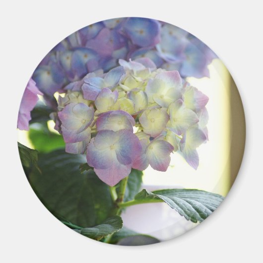 Hydrangea Blooms Magneet (Voorkant)