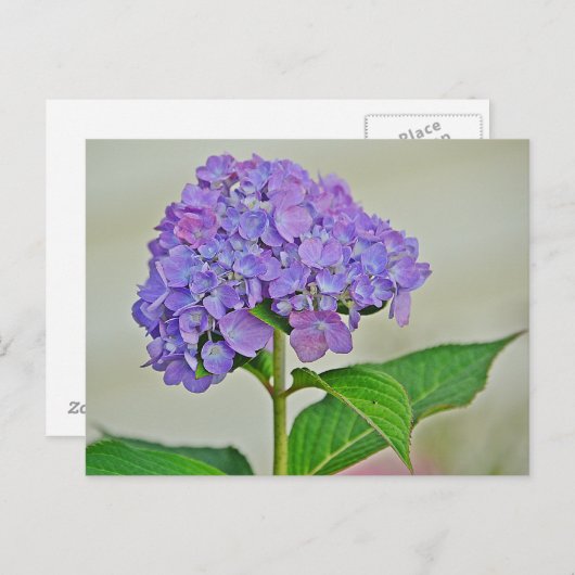 Hydrangea Blossom Briefkaart (Voorkant / Achterkant)