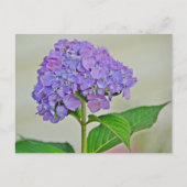 Hydrangea Blossom Briefkaart (Voorkant)