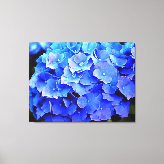 Hydrangea Blues Canvas Afdruk (Voorkant)