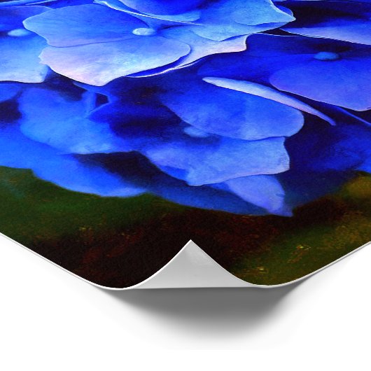 Hydrangea Blues Poster (Hoek)