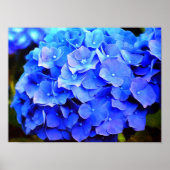Hydrangea Blues Poster (Voorkant)