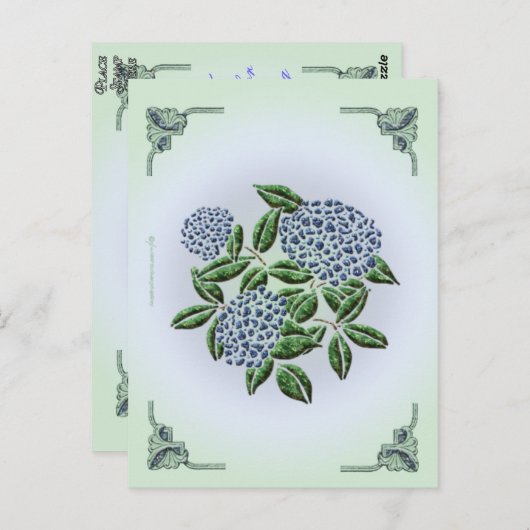 Hydrangea Briefkaart (Voorkant / Achterkant)