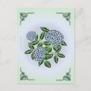Hydrangea Briefkaart