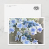 Hydrangea Briefkaart (Voorkant / Achterkant)