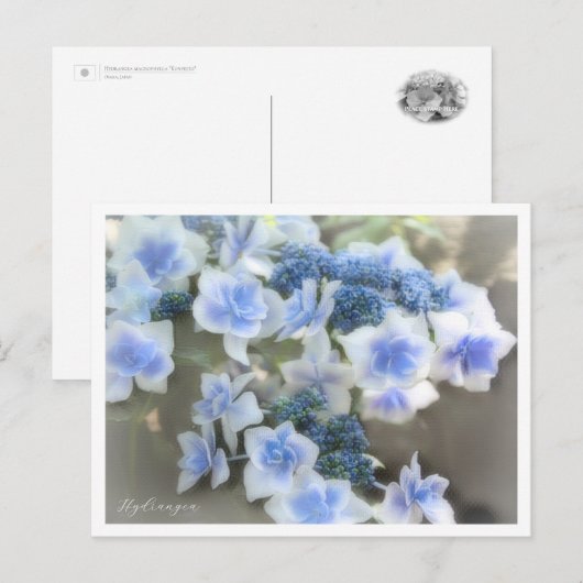 Hydrangea Briefkaart (Voorkant / Achterkant)