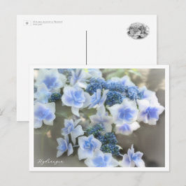 Hydrangea Briefkaart