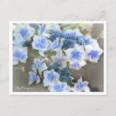 Hydrangea Briefkaart (Voorkant)