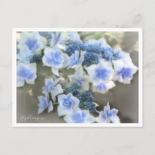 Hydrangea Briefkaart (Voorkant)