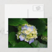 hydrangea briefkaart (Voorkant / Achterkant)