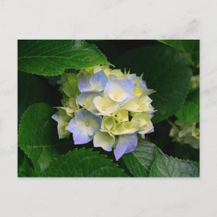 hydrangea briefkaart