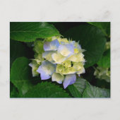 hydrangea briefkaart (Voorkant)